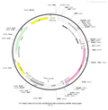AAV-EF1α-DIO-rtTA AAV Vector – Calcium indicator – Cre-dependent – EF1α promoter – for Calcium imaging – BHV12400363