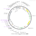 AAV-CMV-fDIO-Flp AAV Vector – Transcriptional regulator / recombinase – Flp-dependent – CMV promoter – for Genetic driver / recombination – BHV12400371
