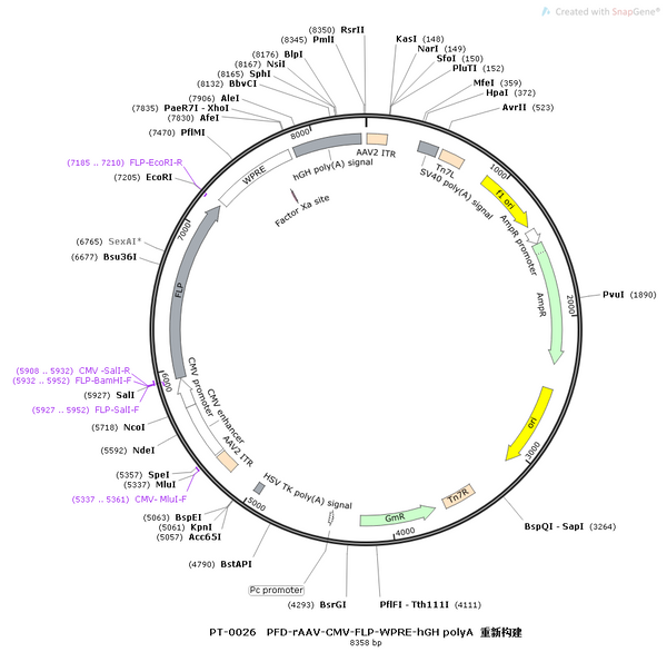 AAV-CMV-fDIO-Flp AAV Vector – Transcriptional regulator / recombinase – Flp-dependent – CMV promoter – for Genetic driver / recombination – BHV12400371