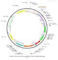 AAV-nEF1a-Coff/Fon-H2B-EGFP-TVA AAV Vector – Norepinephrine sensor – Intersectional (Cre & Flp) – nEF1a promoter – EGFP reporter – for Norepinephrine imaging – BHV12400372