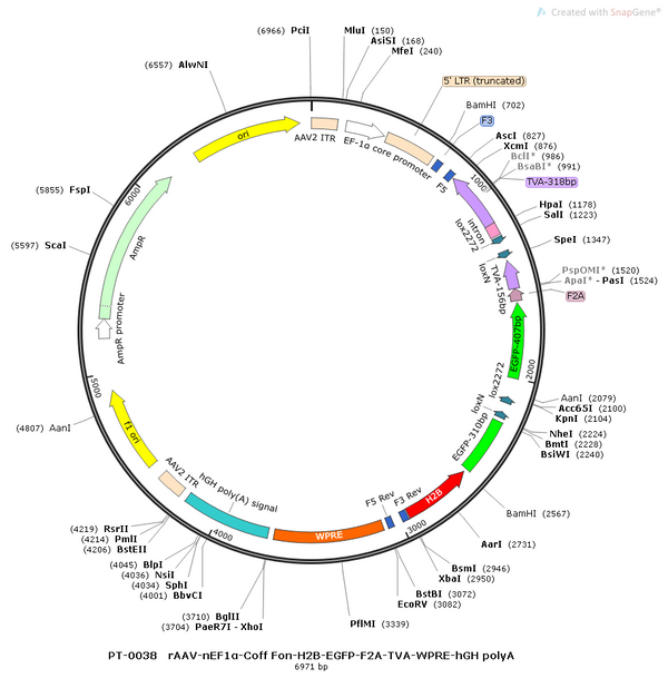 AAV-nEF1a-Coff/Fon-H2B-EGFP-TVA AAV Vector – Norepinephrine sensor – Intersectional (Cre & Flp) – nEF1a promoter – EGFP reporter – for Norepinephrine imaging – BHV12400372