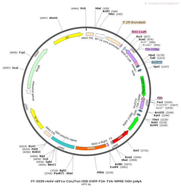 AAV-nEF1a-Con/Fon-EGFP AAV Vector – Norepinephrine sensor – Intersectional (Cre & Flp) – nEF1a promoter – EGFP reporter – for Norepinephrine imaging – BHV12400373