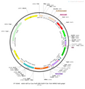 AAV-nEF1a-Con/Foff-EGFP AAV Vector – Norepinephrine sensor – Intersectional (Cre & Flp) – nEF1a promoter – EGFP reporter – for Norepinephrine imaging – BHV12400374