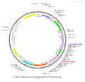 AAV-hSyn-Con/Fon-hChR2(H134R)-EYFP AAV Vector – Optogenetic actuator (opsin) – Intersectional (Cre & Flp) – hSyn promoter – EYFP reporter – for Optogenetics – BHV12400376