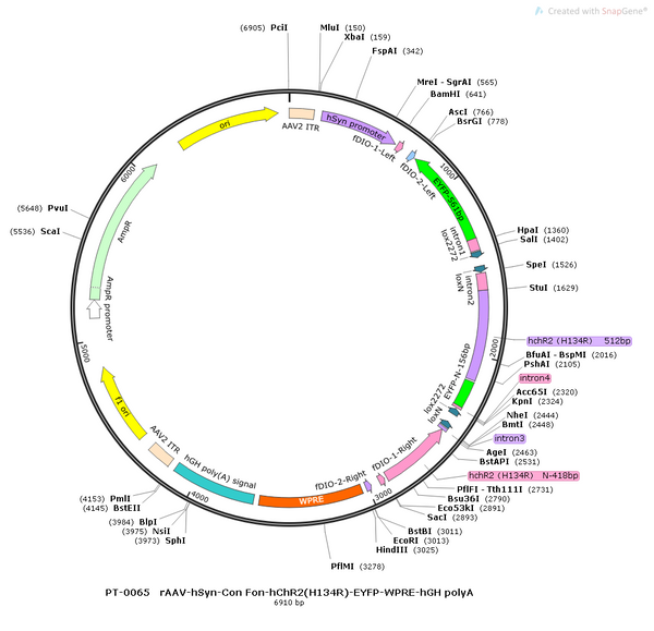 AAV-hSyn-Con/Fon-hChR2(H134R)-EYFP AAV Vector – Optogenetic actuator (opsin) – Intersectional (Cre & Flp) – hSyn promoter – EYFP reporter – for Optogenetics – BHV12400376
