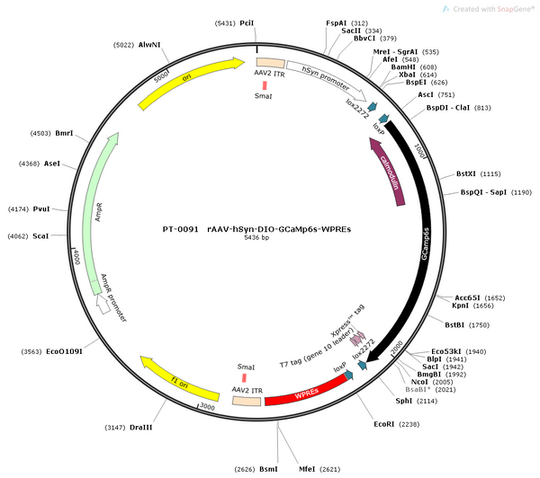 AAV-hSyn-DIO-5HT2.1 (pDisplay not virus vector) AAV Vector – Calcium indicator – Cre-dependent – hSyn promoter – for Calcium imaging – BHV12400378