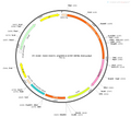 AAV-VGAT1-eNpHR3.0-EYFP AAV Vector – Optogenetic actuator (opsin) – Constitutive – VGAT1 promoter – EYFP reporter – for Optogenetics – BHV12400382