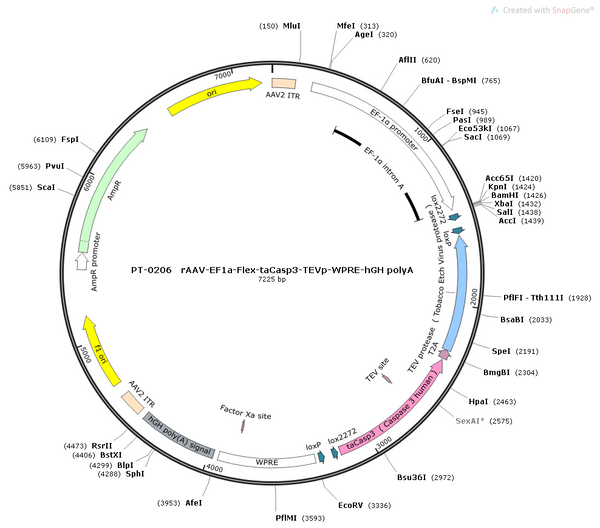 AAV-EF1α-DIO-taCasp3 AAV Vector – Cre-dependent – EF1α promoter – BHV12400384