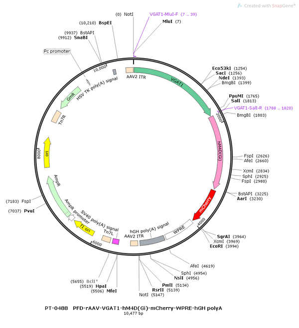 AAV-VGAT1-hM4D(Gi)-mCherry AAV Vector – Chemogenetic actuator (DREADD/PSAM/KORD) – Constitutive – VGAT1 promoter – mCherry reporter – for Chemogenetics – BHV12400387