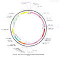 AAV-VGAT1-DIO-5-HT1.0-mCherry AAV Vector – Chemogenetic actuator (DREADD/PSAM/KORD) – Cre-dependent – VGAT1 promoter – mCherry reporter – for Chemogenetics – BHV12400390