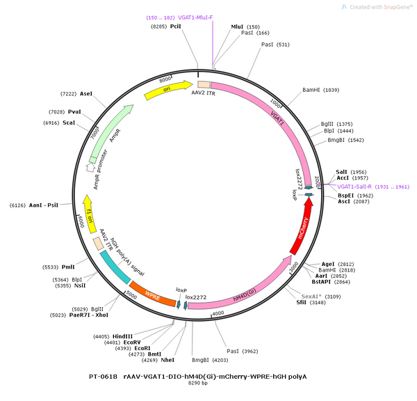 AAV-VGAT1-DIO-5-HT1.0-mCherry AAV Vector – Chemogenetic actuator (DREADD/PSAM/KORD) – Cre-dependent – VGAT1 promoter – mCherry reporter – for Chemogenetics – BHV12400390
