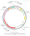 AAV-CAG-DIO-hM3D(Gq)-mCherry AAV Vector – Chemogenetic actuator (DREADD/PSAM/KORD) – Cre-dependent – CAG promoter – mCherry reporter – for Chemogenetics – BHV12400392