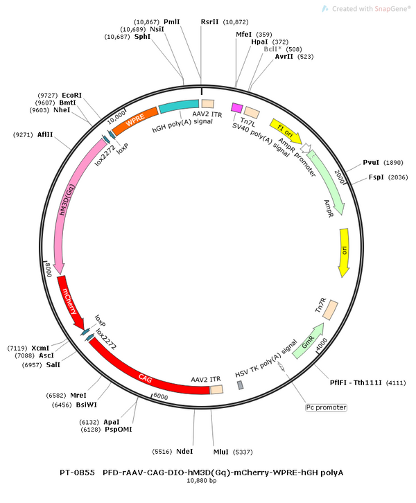 AAV-CAG-DIO-hM3D(Gq)-mCherry AAV Vector – Chemogenetic actuator (DREADD/PSAM/KORD) – Cre-dependent – CAG promoter – mCherry reporter – for Chemogenetics – BHV12400392