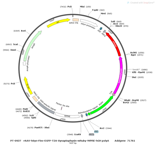 AAV-hSyn-FlexFRT-EGFP AAV Vector – Fluorescent reporter – Constitutive – hSyn promoter – EGFP reporter – for Cell labeling / tracing – BHV12400393