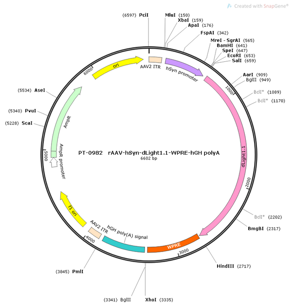 AAV-hSyn-dLight1.1 AAV Vector – Dopamine sensor – Constitutive – hSyn promoter – for Dopamine imaging – BHV12400394