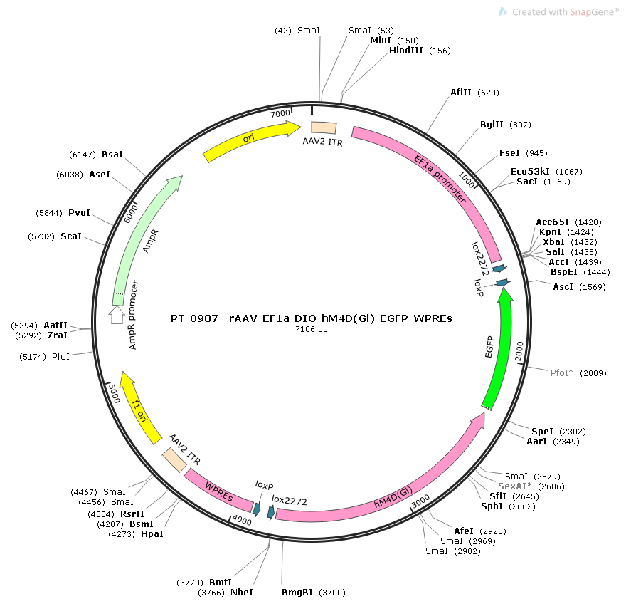 Cre-Dependent AAV EF1α DIO hM4D(Gi)-EGFP | Biohippo – BioHippo