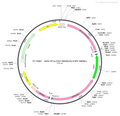 AAV-EF1α-DIO-hM4D(Gi)-EGFP AAV Vector – Chemogenetic actuator (DREADD/PSAM/KORD) – Cre-dependent – EF1α promoter – EGFP reporter – for Chemogenetics – BHV12400395