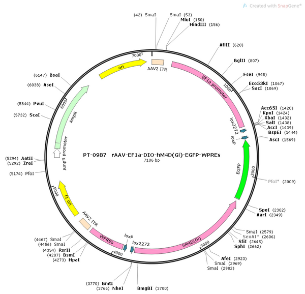 AAV-EF1α-DIO-hM4D(Gi)-EGFP AAV Vector – Chemogenetic actuator (DREADD/PSAM/KORD) – Cre-dependent – EF1α promoter – EGFP reporter – for Chemogenetics – BHV12400395
