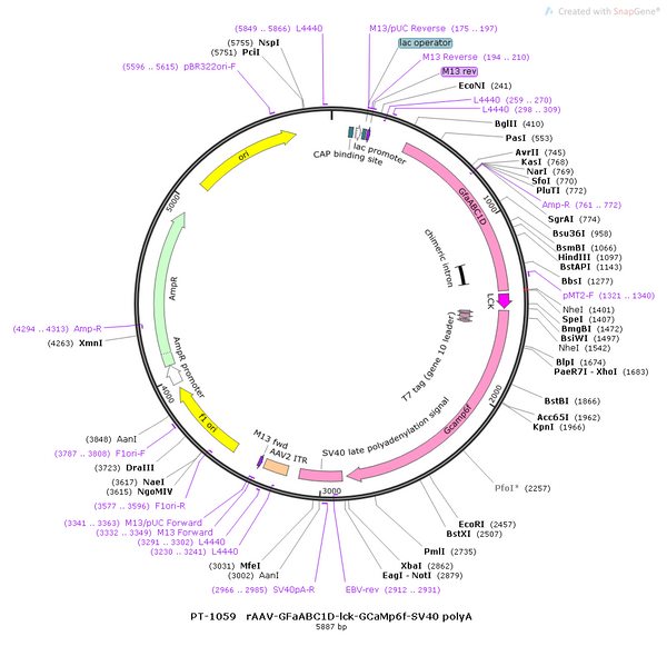 AAV-GfaABC1D-lck-GCaMP6f-GCaMP6f (green) AAV Vector – Calcium indicator – Constitutive – GfaABC1D promoter – GCaMP6f (green) reporter – for Calcium imaging – BHV12400397