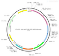 AAV-OXTR-Cre-EGFP AAV Vector – Fluorescent reporter – Constitutive – OXTR promoter – EGFP reporter – for Cell labeling / tracing – BHV12400398