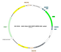 AAV-hSyn-DIO-EGFP AAV Vector – Fluorescent reporter – Cre-dependent – hSyn promoter – EGFP reporter – for Cell labeling / tracing – BHV12400399