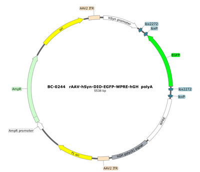 AAV-hSyn-DIO-EGFP AAV Vector – Fluorescent reporter – Cre-dependent – hSyn promoter – EGFP reporter – for Cell labeling / tracing – BHV12400399