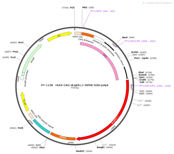 AAV-CAG-dLight1.1 AAV Vector – Dopamine sensor – Constitutive – CAG promoter – for Dopamine imaging – BHV12400400