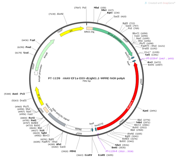 AAV-EF1α-DIO-dLight1.1 AAV Vector – Dopamine sensor – Cre-dependent – EF1α promoter – for Dopamine imaging – BHV12400401