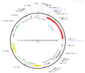 AAV-hSyn-iGluSnFR(A184S) AAV Vector – Glutamate sensor – Constitutive – hSyn promoter – for Glutamate imaging – BHV12400402