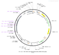AAV-CAG-iGluSnFR(A184S) AAV Vector – Glutamate sensor – Constitutive – CAG promoter – for Glutamate imaging – BHV12400403