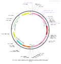 AAV-CaMKIIa-DIO-AEA1.2 (Not yet online)-mCherry AAV Vector – Chemogenetic actuator (DREADD/PSAM/KORD) – Cre-dependent – CaMKIIa promoter – mCherry reporter – for Chemogenetics – BHV12400405