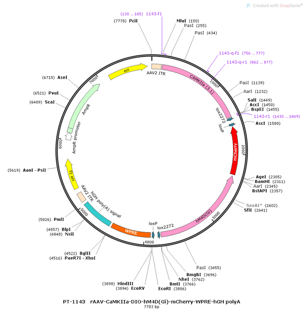 AAV-CaMKIIa-DIO-AEA1.2 (Not yet online)-mCherry AAV Vector – Chemogenetic actuator (DREADD/PSAM/KORD) – Cre-dependent – CaMKIIa promoter – mCherry reporter – for Chemogenetics – BHV12400405