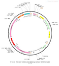 AAV-CaMKIIa-DIO-hM3D(Gq)-mCherry AAV Vector – Chemogenetic actuator (DREADD/PSAM/KORD) – Cre-dependent – CaMKIIa promoter – mCherry reporter – for Chemogenetics – BHV12400406