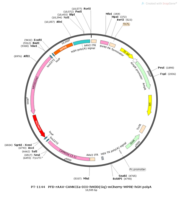 AAV-CaMKIIa-DIO-hM3D(Gq)-mCherry AAV Vector – Chemogenetic actuator (DREADD/PSAM/KORD) – Cre-dependent – CaMKIIa promoter – mCherry reporter – for Chemogenetics – BHV12400406