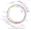 AAV-GfaABC1D-hM3D(Gq)-mCherry AAV Vector – Chemogenetic actuator (DREADD/PSAM/KORD) – Constitutive – GfaABC1D promoter – mCherry reporter – for Chemogenetics – BHV12400410