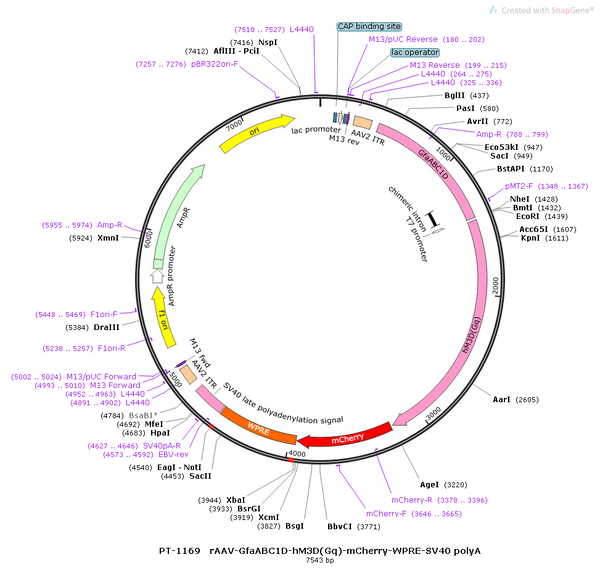 AAV-GfaABC1D-hM3D(Gq)-mCherry AAV Vector – Chemogenetic actuator (DREADD/PSAM/KORD) – Constitutive – GfaABC1D promoter – mCherry reporter – for Chemogenetics – BHV12400410