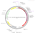 AAV-GAD67-Cre-mCherry AAV Vector – Fluorescent reporter – Constitutive – GAD67 promoter – mCherry reporter – for Cell labeling / tracing – BHV12400411