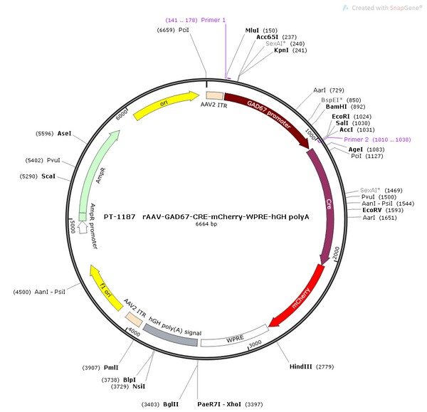 AAV-GAD67-Cre-mCherry AAV Vector – Fluorescent reporter – Constitutive – GAD67 promoter – mCherry reporter – for Cell labeling / tracing – BHV12400411