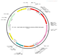 AAV-mDLX-DIO-ACh3.8 (Not yet online)-mCherry AAV Vector – Chemogenetic actuator (DREADD/PSAM/KORD) – Cre-dependent – mDLX promoter – mCherry reporter – for Chemogenetics – BHV12400412