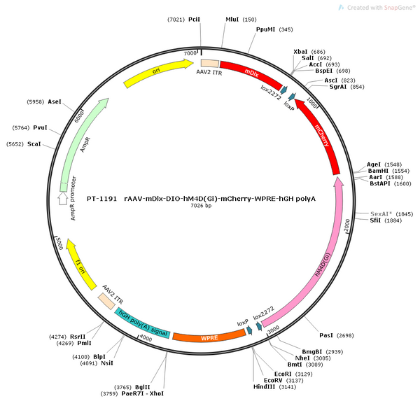 AAV-mDLX-DIO-ACh3.8 (Not yet online)-mCherry AAV Vector – Chemogenetic actuator (DREADD/PSAM/KORD) – Cre-dependent – mDLX promoter – mCherry reporter – for Chemogenetics – BHV12400412