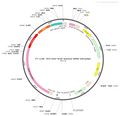 AAV-GFAP-mCherry AAV Vector – Fluorescent reporter – Constitutive – GFAP promoter – mCherry reporter – for Cell labeling / tracing – BHV12400413