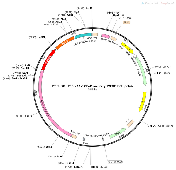 AAV-GFAP-mCherry AAV Vector – Fluorescent reporter – Constitutive – GFAP promoter – mCherry reporter – for Cell labeling / tracing – BHV12400413
