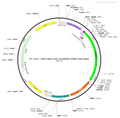 AAV-hSyn-axon-GCaMP6m AAV Vector – Calcium indicator – Constitutive – hSyn promoter – for Calcium imaging – BHV12400415