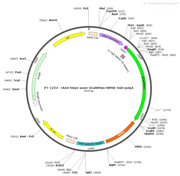 AAV-hSyn-axon-GCaMP6m AAV Vector – Calcium indicator – Constitutive – hSyn promoter – for Calcium imaging – BHV12400415