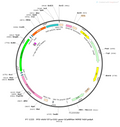 AAV-EF1α-DIO-shRNA(scramble) AAV Vector – Calcium indicator – Cre-dependent – EF1α promoter – for Calcium imaging – BHV12400416