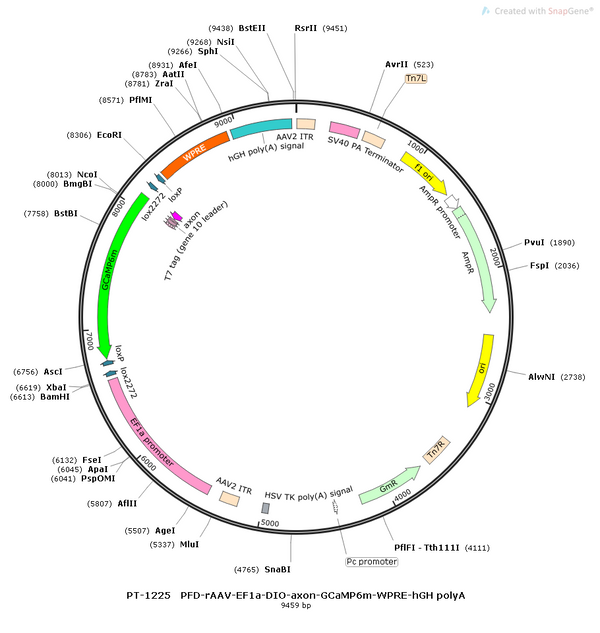 AAV-EF1α-DIO-shRNA(scramble) AAV Vector – Calcium indicator – Cre-dependent – EF1α promoter – for Calcium imaging – BHV12400416
