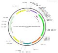AAV-hSyn-axon-GCaMP6s AAV Vector – Calcium indicator – Constitutive – hSyn promoter – for Calcium imaging – BHV12400417