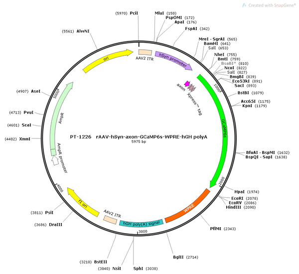 AAV-hSyn-axon-GCaMP6s AAV Vector – Calcium indicator – Constitutive – hSyn promoter – for Calcium imaging – BHV12400417