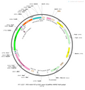 AAV-EF1α-DIO-axon-tTA AAV Vector – Calcium indicator – Cre-dependent – EF1α promoter – for Calcium imaging – BHV12400418