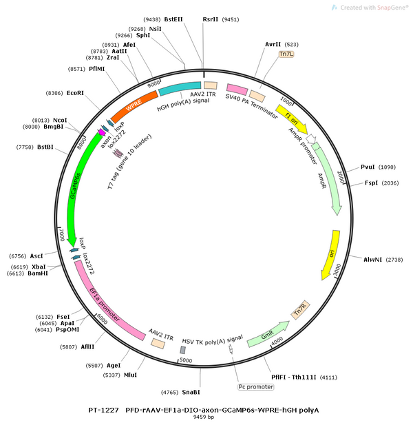 AAV-EF1α-DIO-axon-tTA AAV Vector – Calcium indicator – Cre-dependent – EF1α promoter – for Calcium imaging – BHV12400418